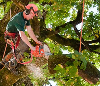 Арбористика, высотные работы